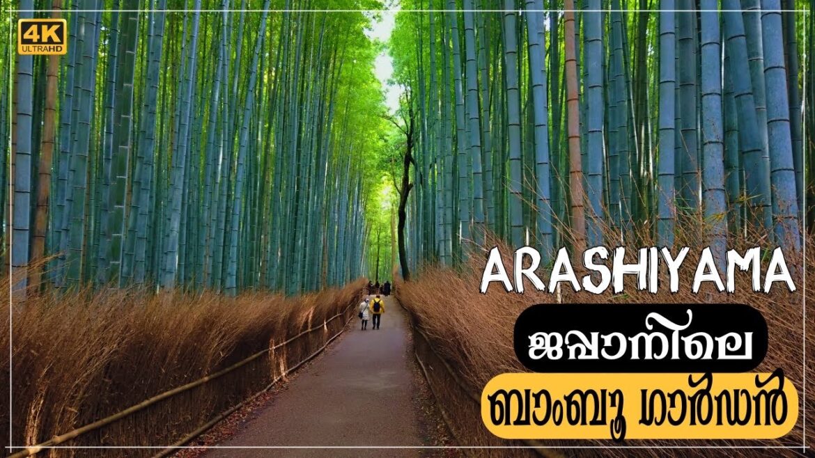 ജപ്പാനിലെ ബാംബൂ ഗാർഡൻ കാണേണ്ട ഒരു കാഴ്ച ആണ്…Japan Travel Vlog Malayalam ജപ്പാനിലെ ബാംബൂ ഗാർഡൻ കാണേണ്ട ഒരു കാഴ്ച ആണ്...Japan Travel Vlog Malayalam