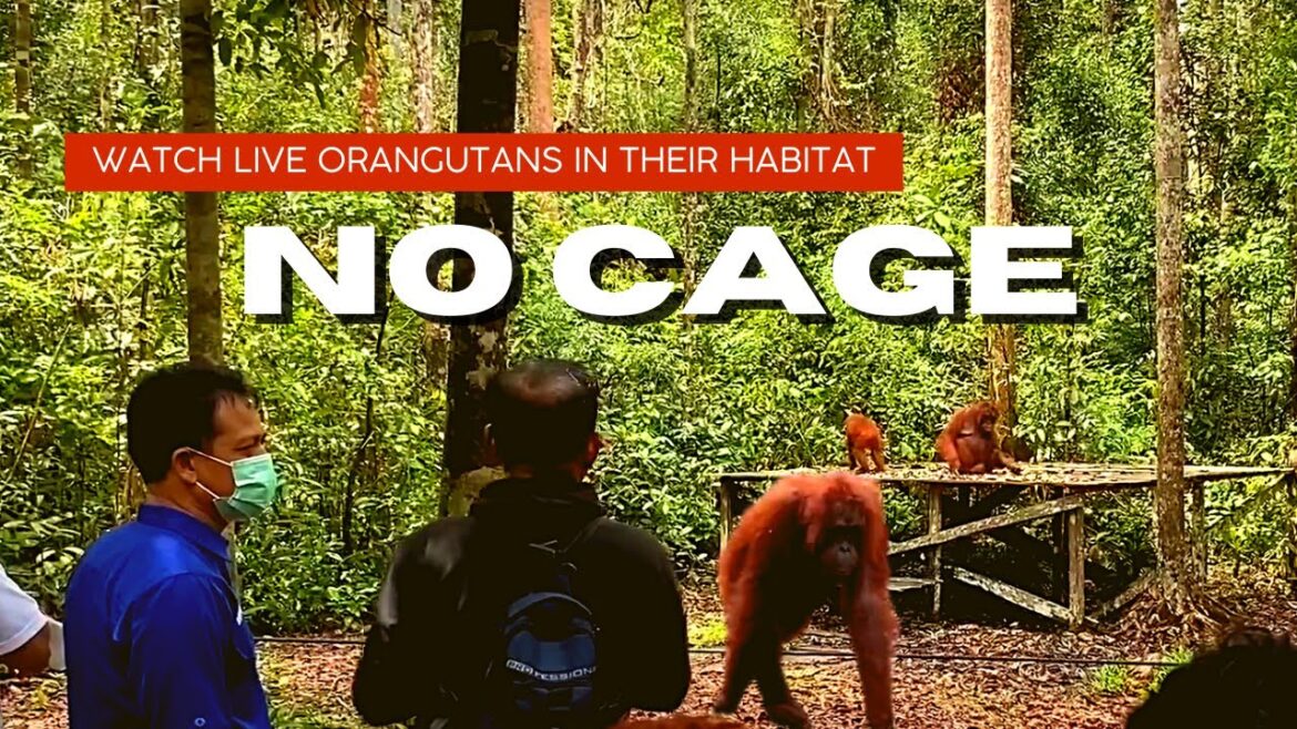 WATCH ORANGUTANS 🐒 AT TANJUNG PUTING NATIONAL PARK WITHOUT CAGE - the BEST ASMR experience yet!