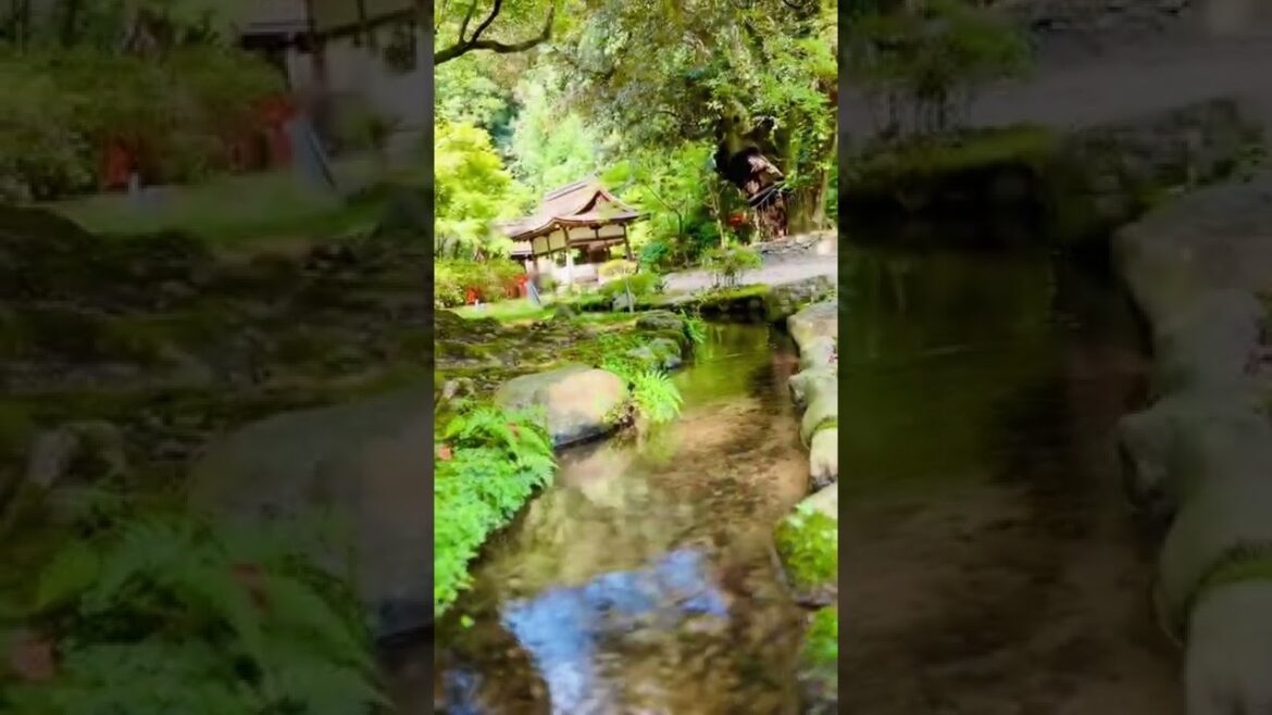 【京都観光】上賀茂神社の美しい風景【Kyoto】#shorts 【京都観光】上賀茂神社の美しい風景【Kyoto】#shorts