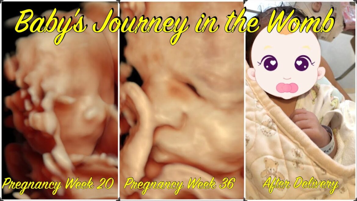 Baby's Journey in the Womb 👶