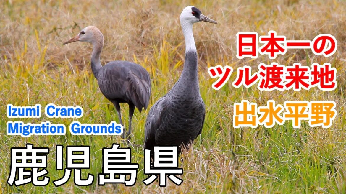 鹿児島県 日本一のツル渡来地(出水平野)と周辺観光地(脇本海水浴場・薩摩松島の絶景)/ Izumi Crane Migration Grounds ( Kagoshima, Japan ) 鹿児島県 日本一のツル渡来地(出水平野)と周辺観光地(脇本海水浴場・薩摩松島の絶景)/ Izumi Crane Migration Grounds ( Kagoshima, Japan )