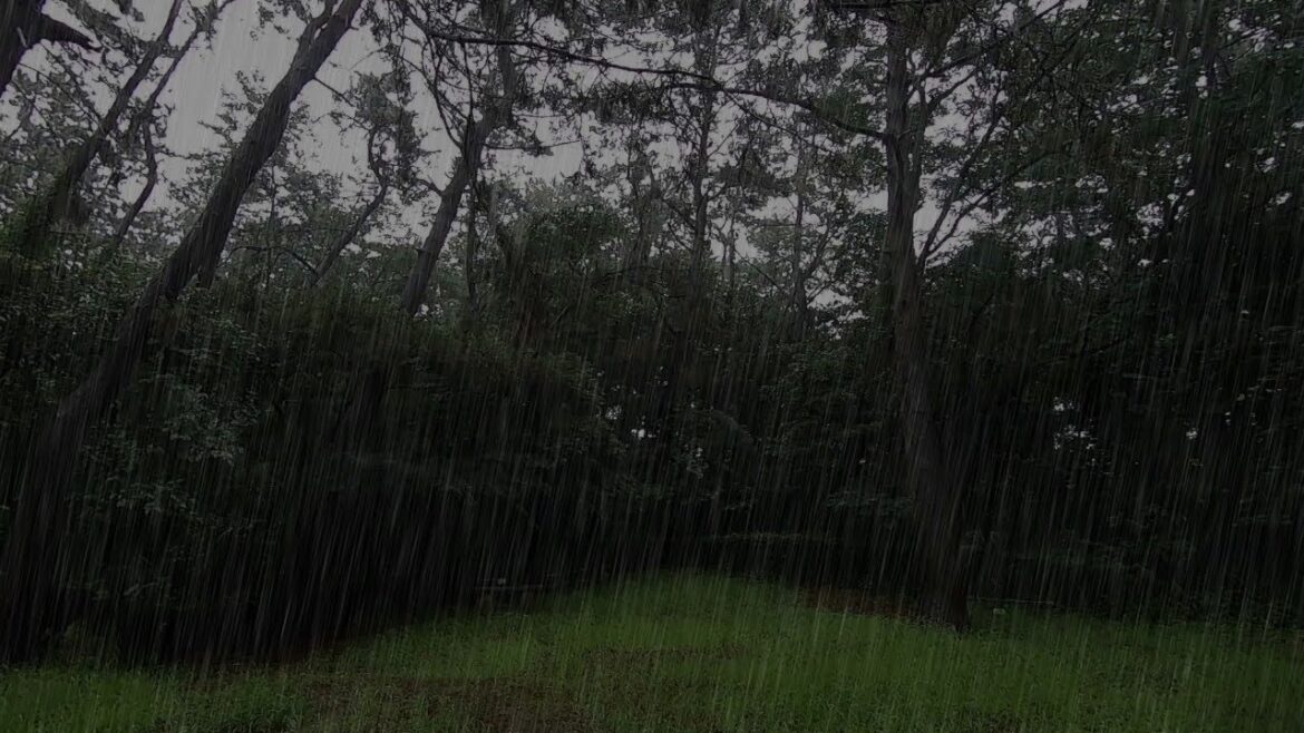 Rain in the forest will wet your heart /Stress Relieving White Noise ambience
