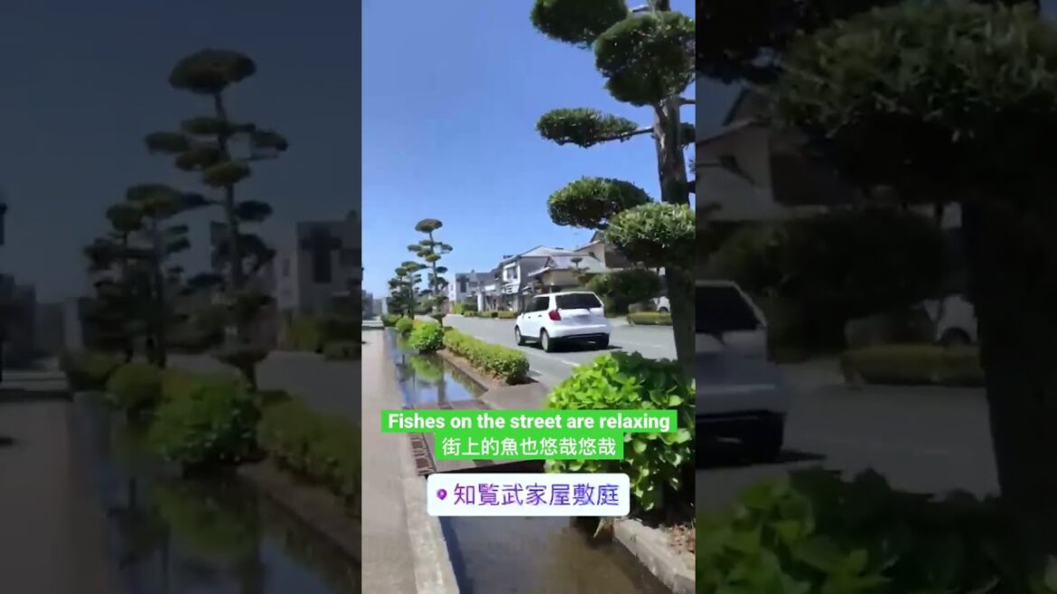 Relaxing fishes on the Japan Kagoshima street | 日本鹿兒島街道上悠閒的魚 #shorts Relaxing fishes on the Japan Kagoshima street | 日本鹿兒島街道上悠閒的魚 #shorts