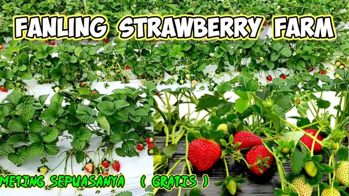 Fanling strawberry farm//picking sweet red strawberry