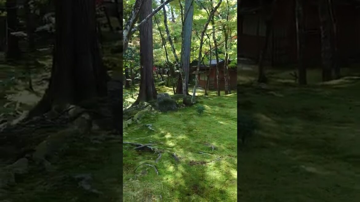 KYOTO Saihoji Temple Garden 嵐山 西方寺(苔寺) 秋の苔庭　#shorts