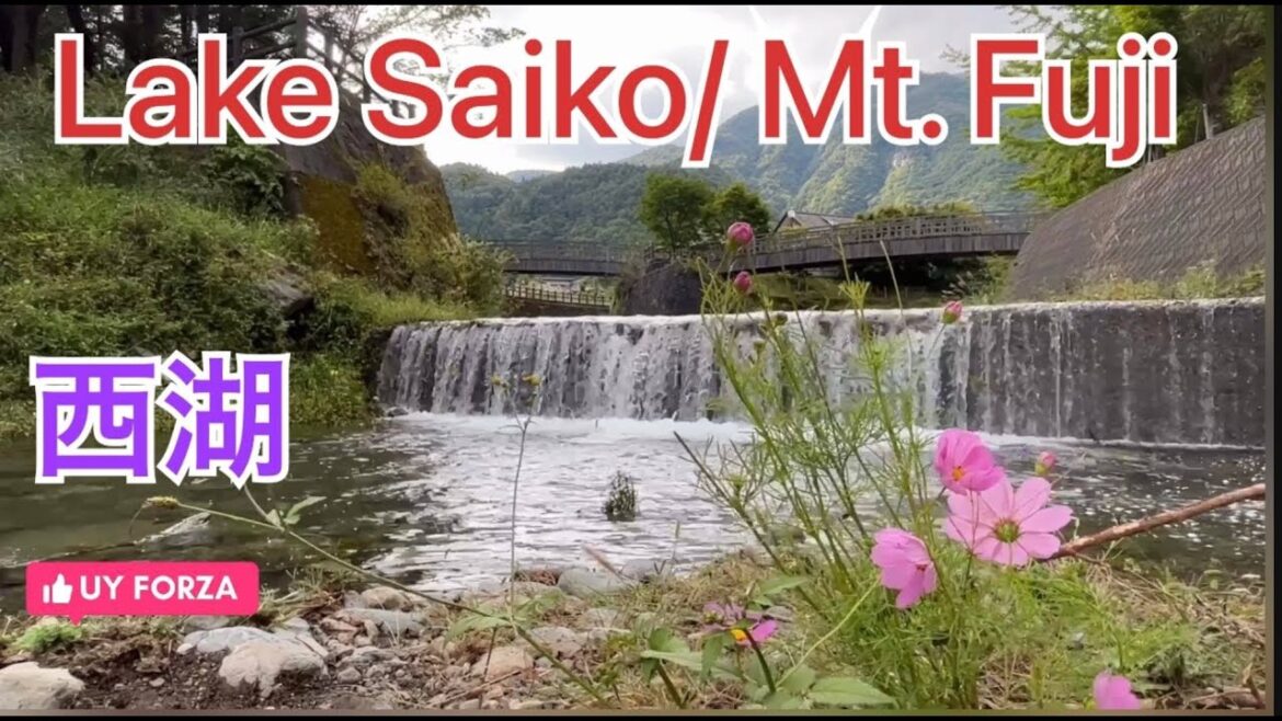 Mount Fuji/Lake Saiko Mount Fuji/Lake Saiko