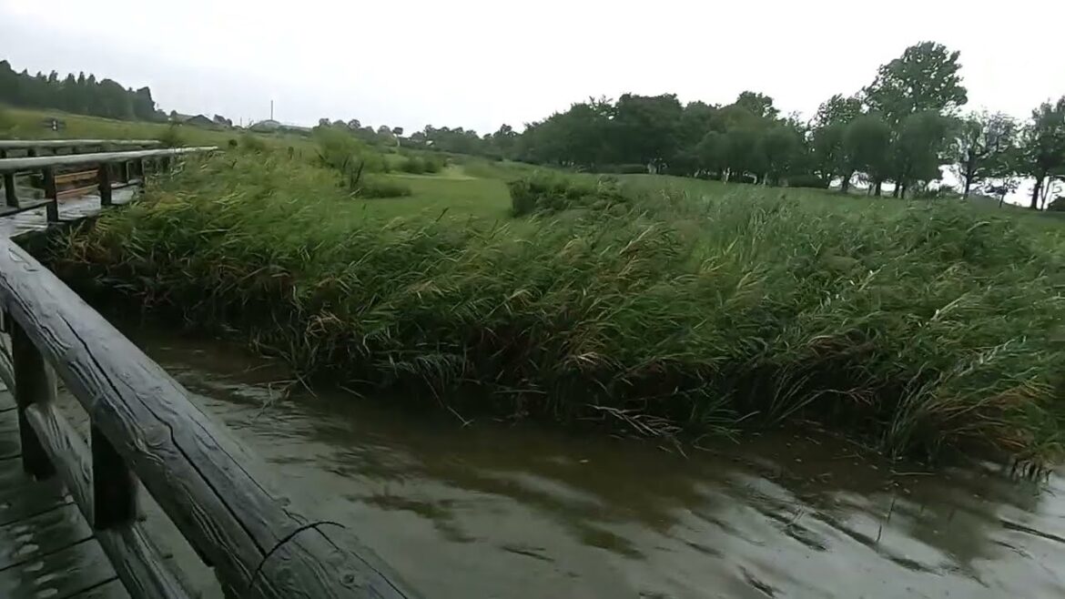 Japan Typhoon rainy walk /Rice Straw Art and the Sound of Rain Japan Typhoon rainy walk /Rice Straw Art and the Sound of Rain