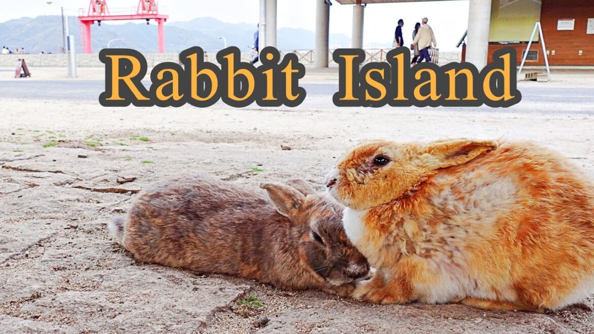 The Cutest Place in Japan: Rabbit Island (Okunoshima) // Japan Travel Guide The Cutest Place in Japan: Rabbit Island (Okunoshima) // Japan Travel Guide
