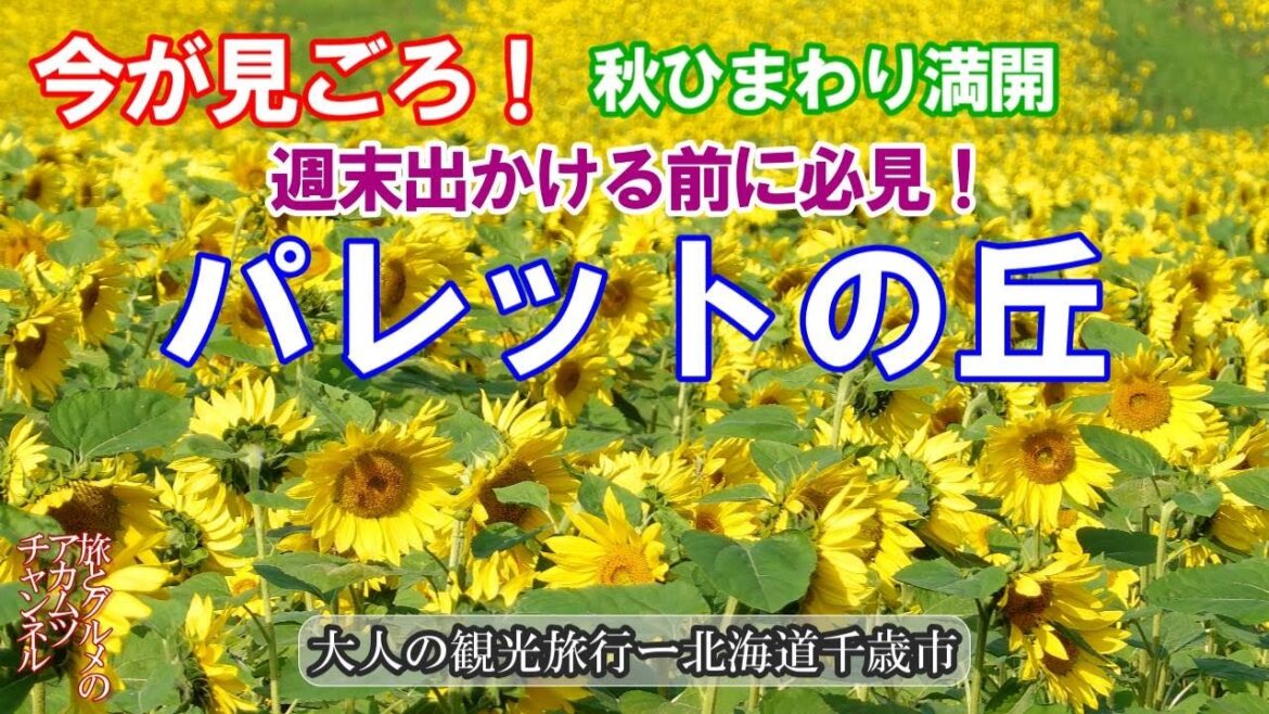 今が見ごろ！秋ひまわり【パレットの丘】大人の観光旅行ー北海道千歳市