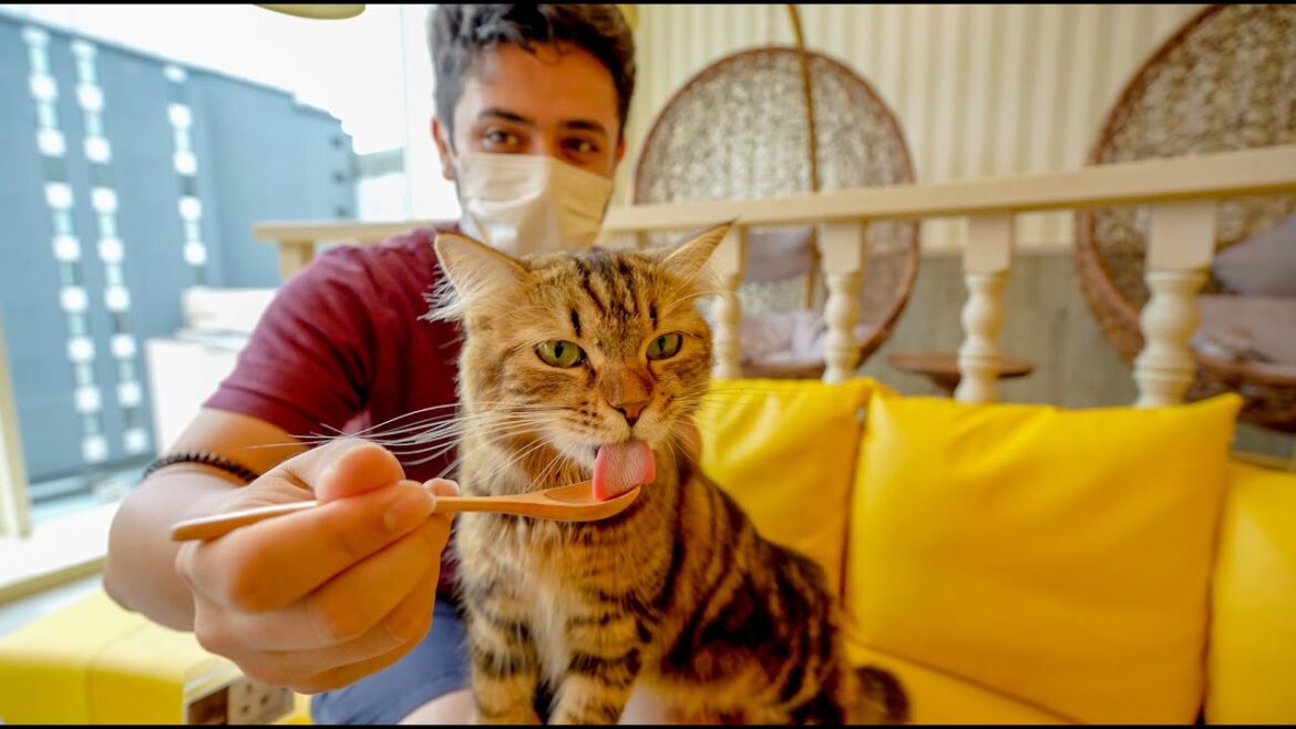 Cafe full of CATS? | Weird Japanese Cafe