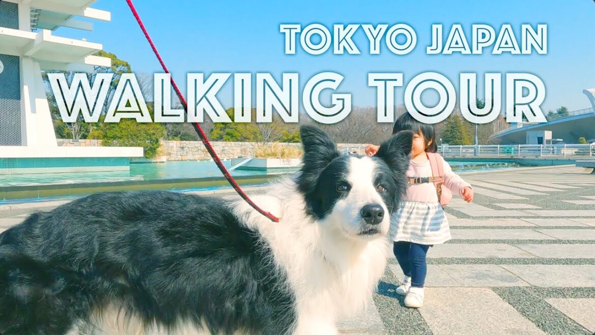 Japan dog Walking Tour // Komazawa Tokyo Olympic Park with Border Collie "Noir"