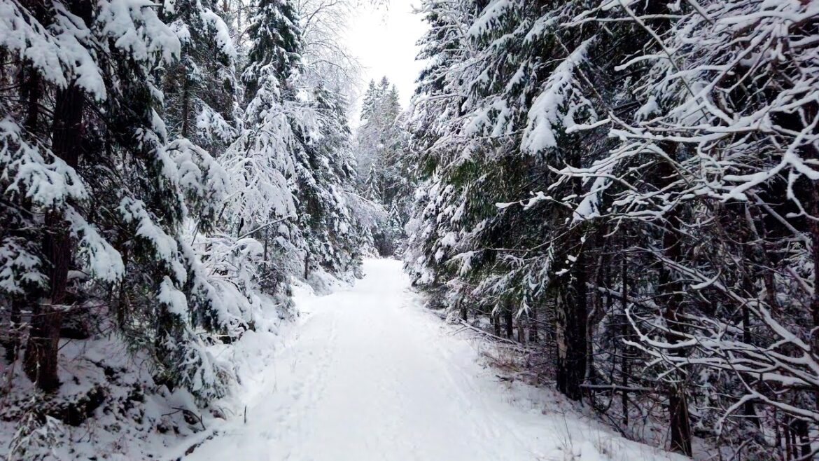 Walking in a Snow Forest - Winter Walk in Tyresta National Park (4K)