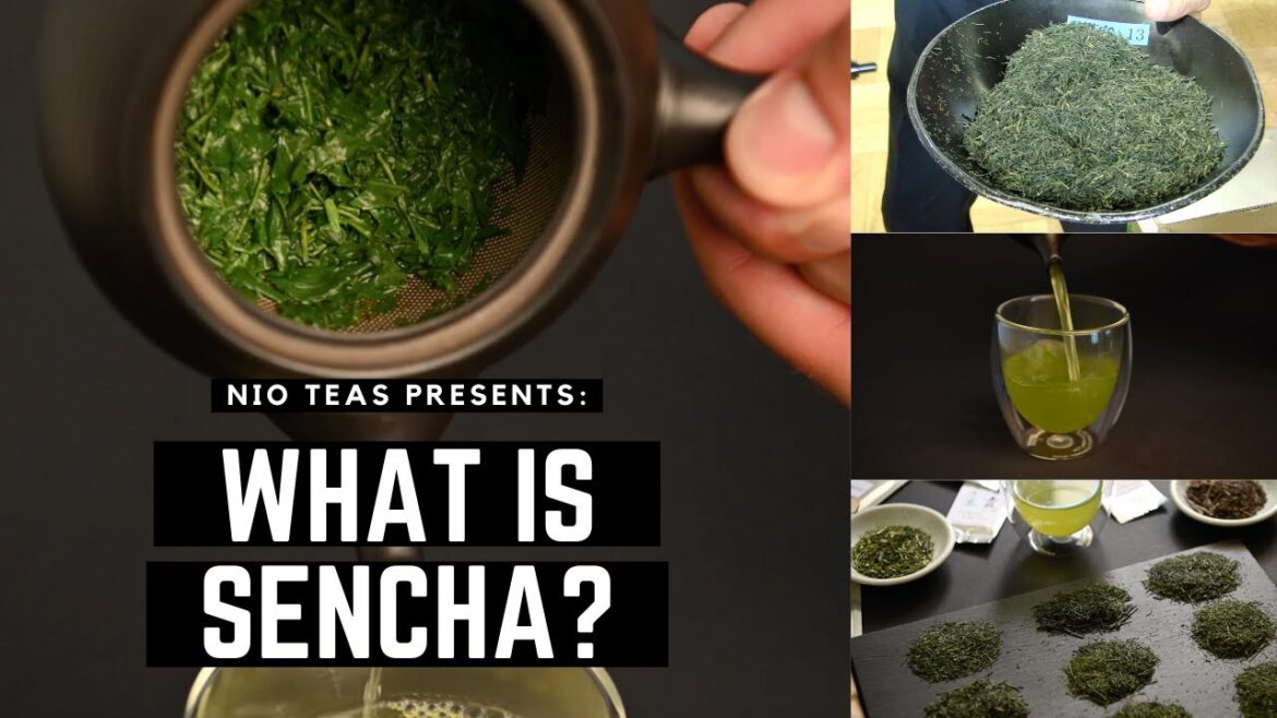 All About Sencha - What is Sencha, How Sencha is Made and Why You Should Drink it!
