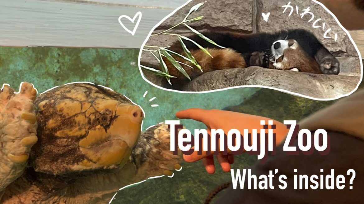 Tennoji Zoo [while studying japanese] #osaka #studywithme