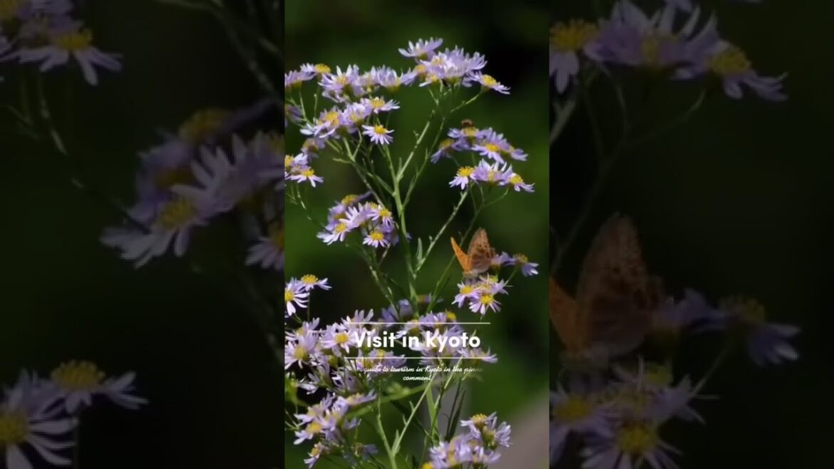 Early autumn in Miyama, Kyoto – Japan travel update 2022 Early autumn in Miyama, Kyoto – Japan travel update 2022