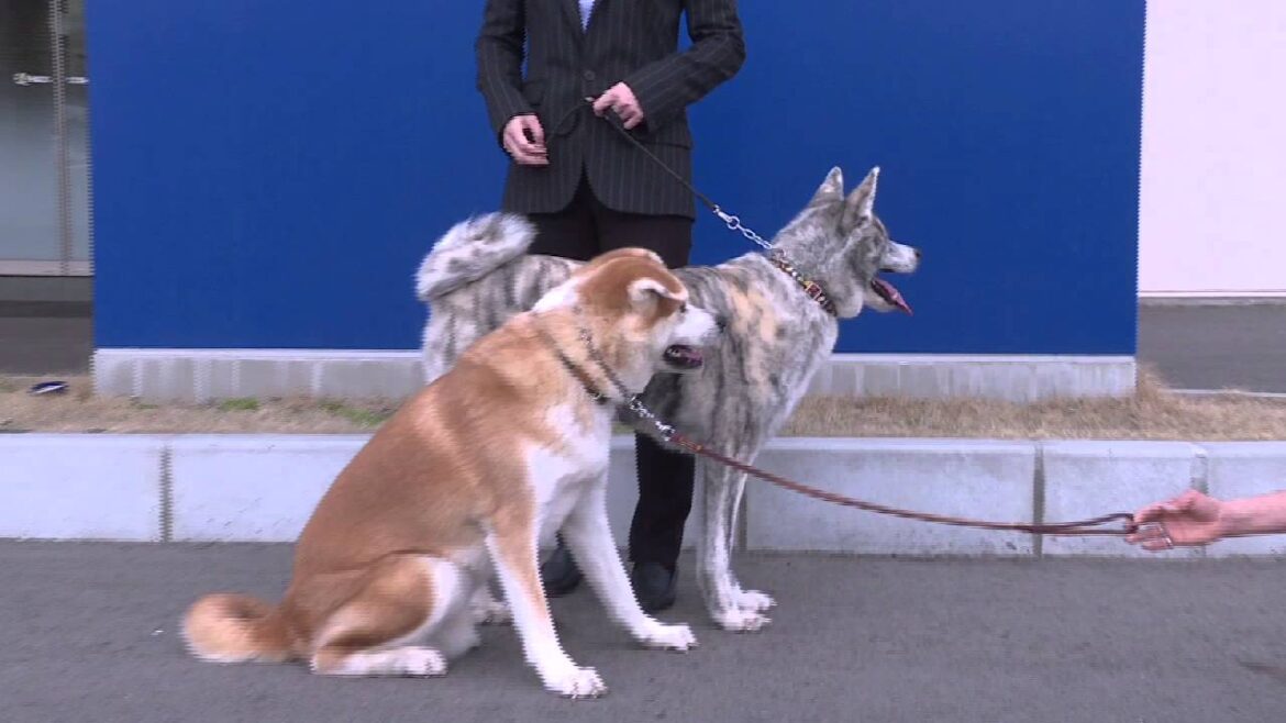 秋田犬ムービー｢1日密着前半」 Akita Dog Movie「Our Workday,1st」