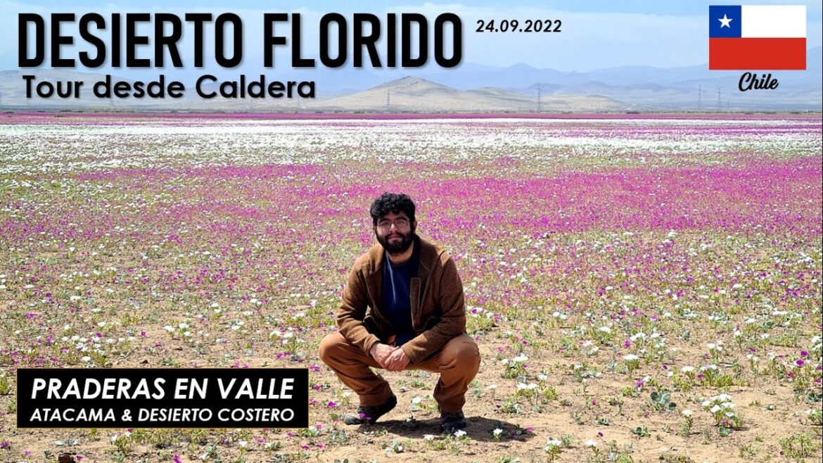Tour DESIERTO FLORIDO CHILE Atacama desde CALDERA | 24 Septiembre 2022