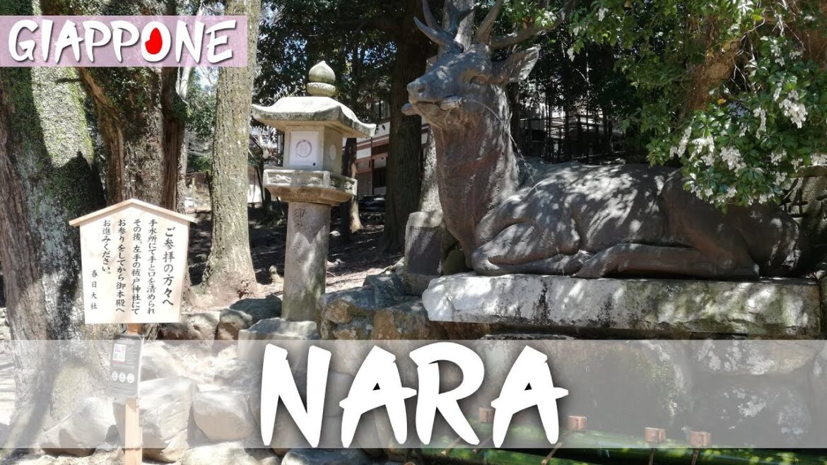 Welcome to NARA | Travel Duo Welcome to NARA | Travel Duo