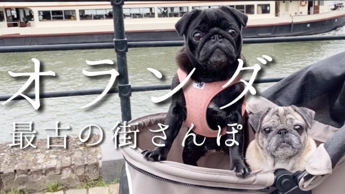 【ドイツ在住OLパグさん】海外出張！オランダ最古の街マーストリヒト｜PUG DOGS in Maastricht【パグ犬 炭鈴】