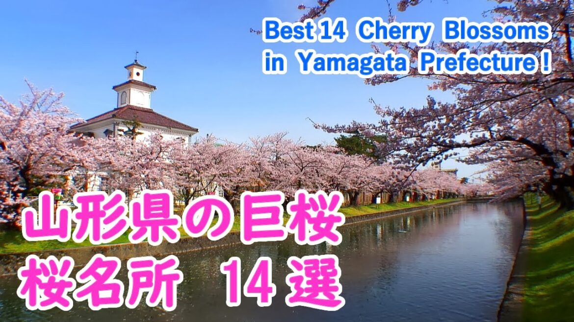 山形県の桜名所・巨桜 ベスト14選 ( 山形城・鶴岡公園・置賜さくら回廊 ) / Best 14 Cherry Blossoms Viewing Spots in Yamagata!【日本の桜名所】 山形県の桜名所・巨桜 ベスト14選 ( 山形城・鶴岡公園・置賜さくら回廊 ) / Best 14 Cherry Blossoms Viewing Spots in Yamagata!【日本の桜名所】