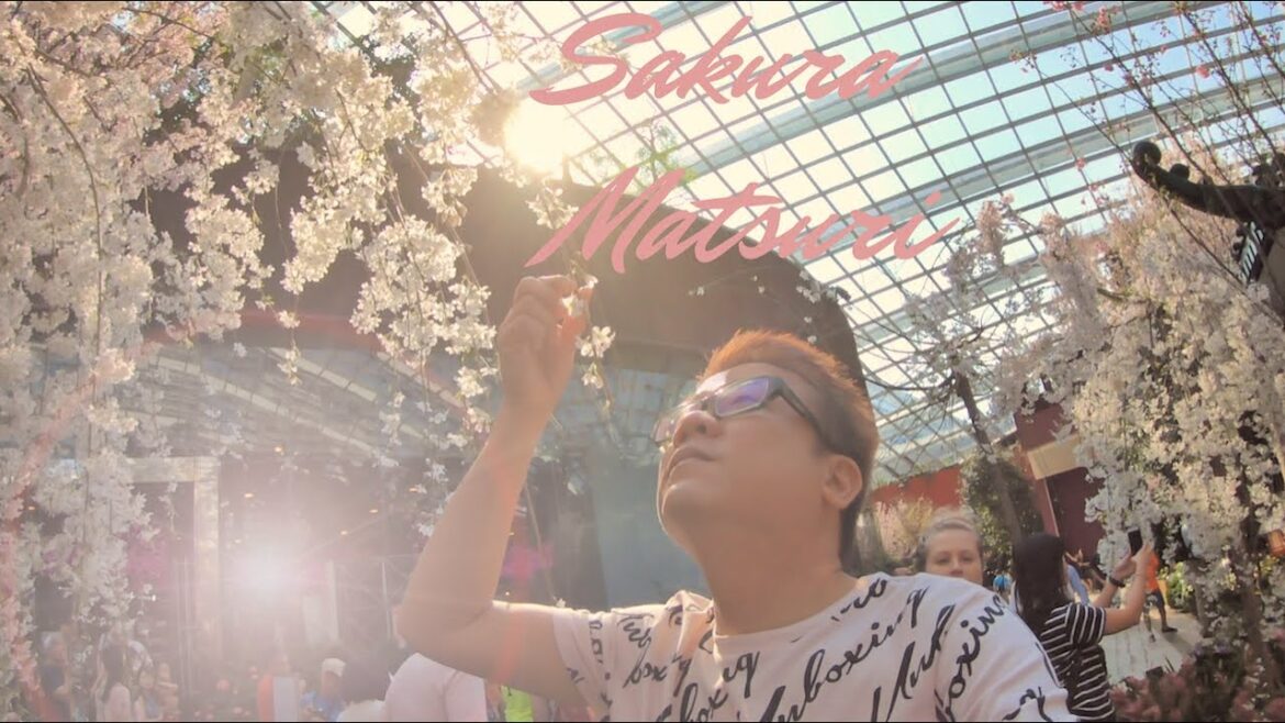 Sakura Matsuri 🌸 Gardens by the Bay [2019] 日本樱花