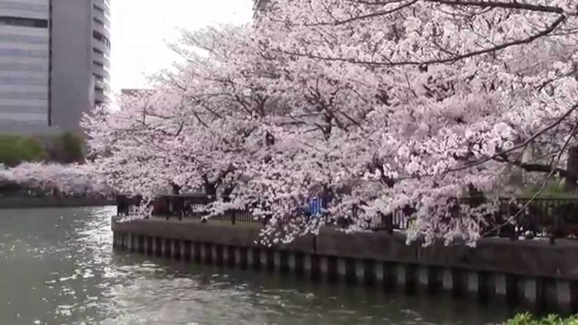 Wonderful Moments in Osaka - Sakura , Kuromon Market , St. Mary's Catholic Cathedral April 2015