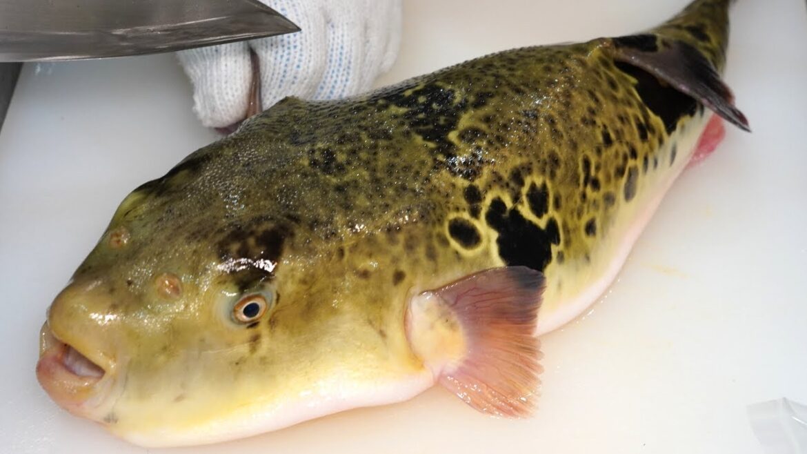 【職人技】若き料理人が魅せる華麗なトラフグ捌き!「ふぐとお酒 プクプク」の一日に密着! Japanese food |Blowfish (Puffer fish) 【職人技】若き料理人が魅せる華麗なトラフグ捌き!「ふぐとお酒 プクプク」の一日に密着! Japanese food |Blowfish (Puffer fish)