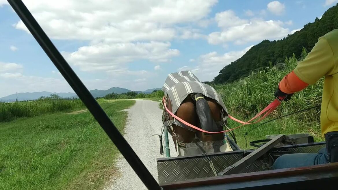 【京馬車】トロッコ亀岡駅から保津川下り乗船場まで馬車で移動 【京馬車】トロッコ亀岡駅から保津川下り乗船場まで馬車で移動