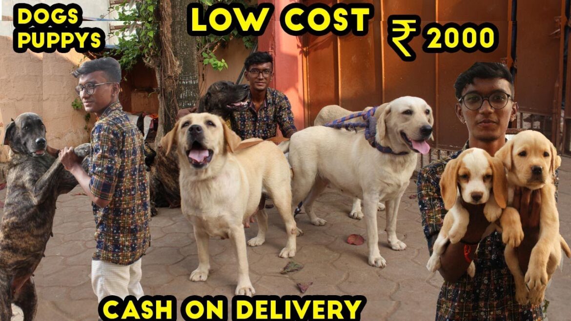 Cheap Price Dog | Dog Puppy Price | Cheapest pet market | Dog kennel | Dog Market | Dog, Puppy Sales