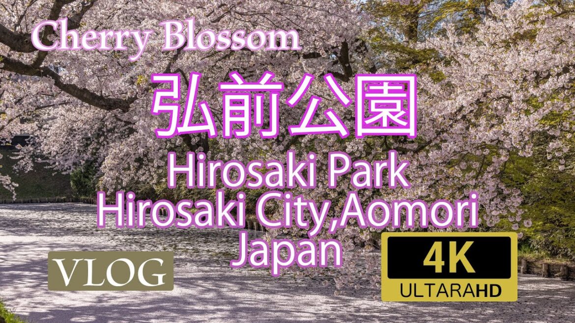 [Vlog] 弘前公園の桜吹雪 2021 Shower of cherry blossoms in Hirosaki Park,Aomori,Japan
