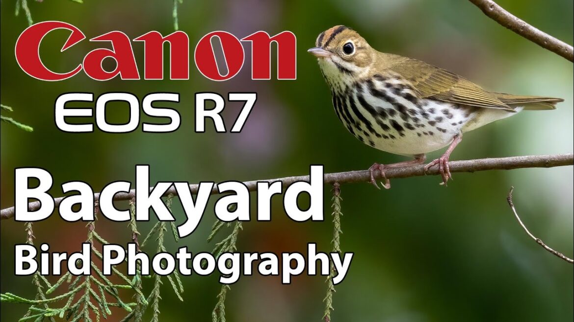 Canon R7 Backyard Bird Photography with 100-500mm & 800mm Lenses! Canon R7 Backyard Bird Photography with 100-500mm & 800mm Lenses!