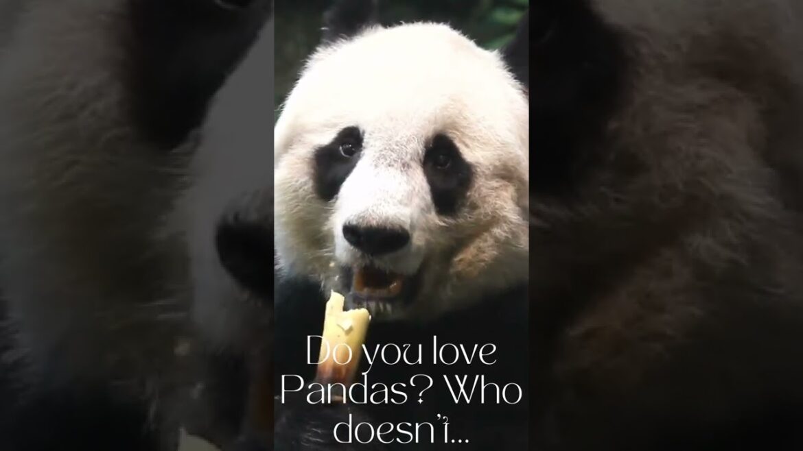 Tell me, do you love Pandas? #shorts #travel #panda Tell me, do you love Pandas? #shorts #travel #panda