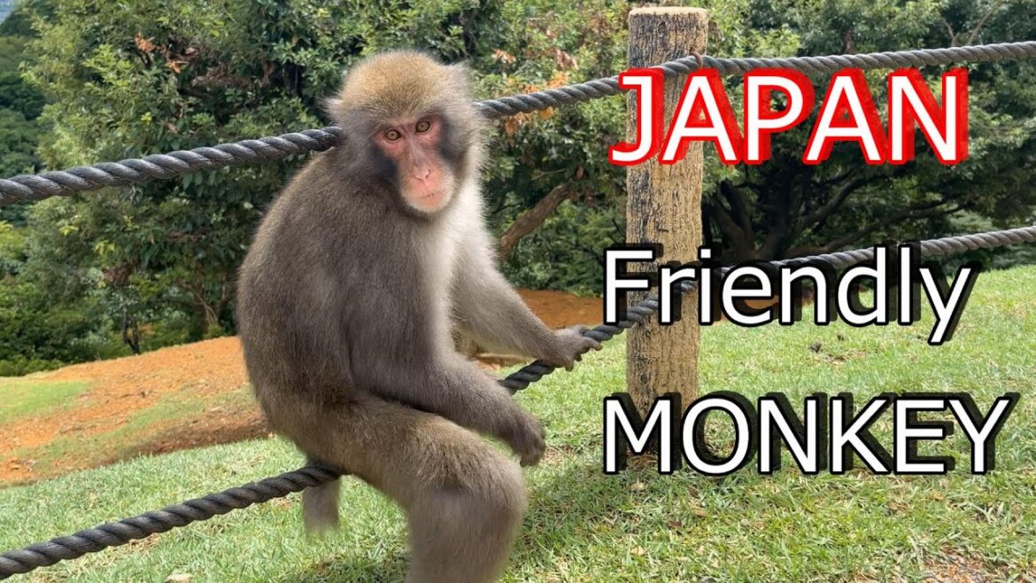 嵐山に行くならモンキーパーク【京都旅行Vlog】|Vlog一人旅 嵐山に行くならモンキーパーク【京都旅行Vlog】|Vlog一人旅