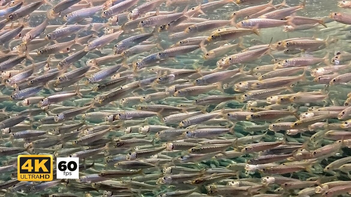 JAPAN TRAVEL | See thousands of fish up close and touch living sea stars at Suma Aqualife Park Kobe JAPAN TRAVEL | See thousands of fish up close and touch living sea stars at Suma Aqualife Park Kobe