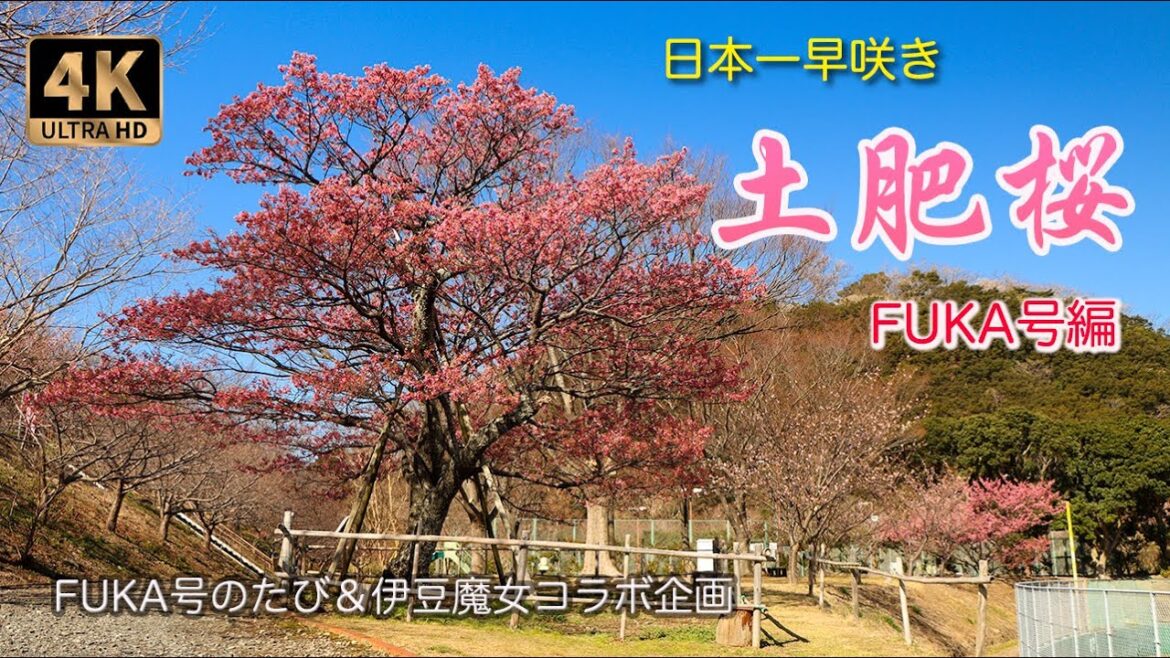 ４K【満開の土肥桜🌸】日本一早く咲く伊豆の土肥桜を色々な場所から紹介　FUKA号のたび✈️＆伊豆魔女コラボ企画