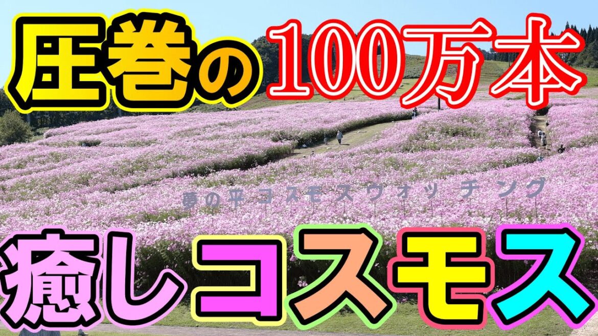 圧巻の絶景！100万本癒しのコスモス　富山県砺波市夢の平｜Magnificent one million cosmoses in Tonami City, Toyama Pref. Japan