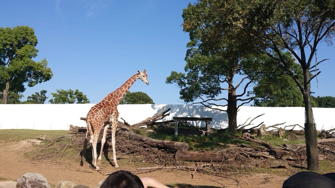 Rare shots from zoo visit 🦒🦓🦁விலங்குகளின் அரிய காட்சிகள் Rare shots from zoo visit 🦒🦓🦁விலங்குகளின் அரிய காட்சிகள்