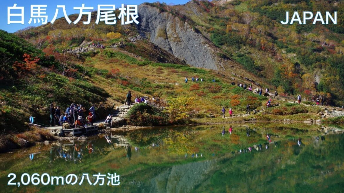 【白馬八方尾根：長野県白馬村 ひとり旅】頂上の八方池を目指す登山　紅葉と雲海の絶景　トレッキング　Autumn leaves of Hakuba, Nagano, JAPAN