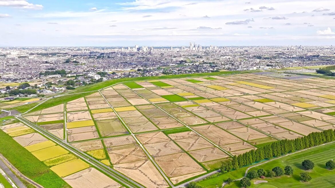 Japan - Flying and walking in rice fields of Kawagoe・4K