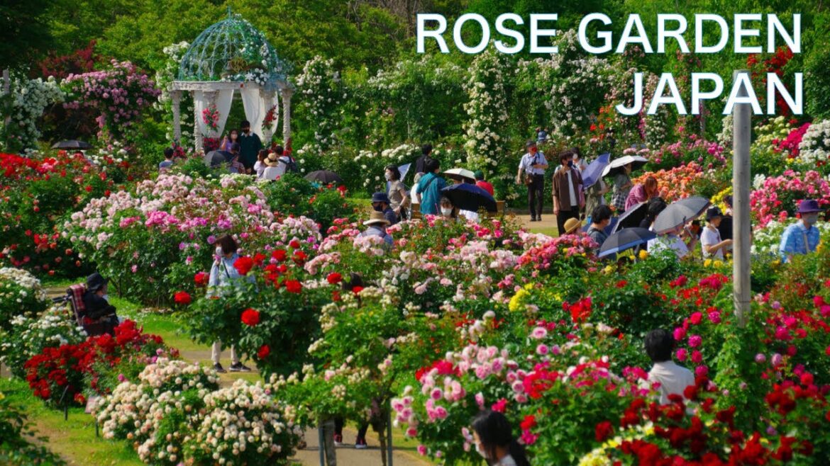 【KEISEI ROSE GARDEN：JAPAN】Walking in large rose garden near Tokyo　JAPAN TRAVEL attraction