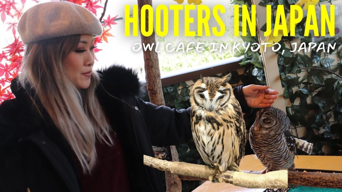 Visiting Japan's Owl Cafe - Kyoto Japan 2022 - What You'll experience
