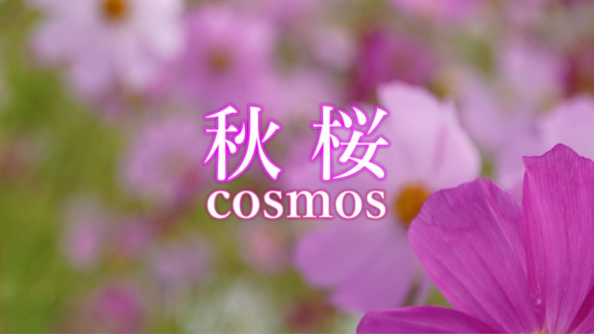 20220917【4K】秋桜 cosmos Funkawan Panorama Park #コスモス  #秋桜  #ハーベスター #八雲  #満開#見頃