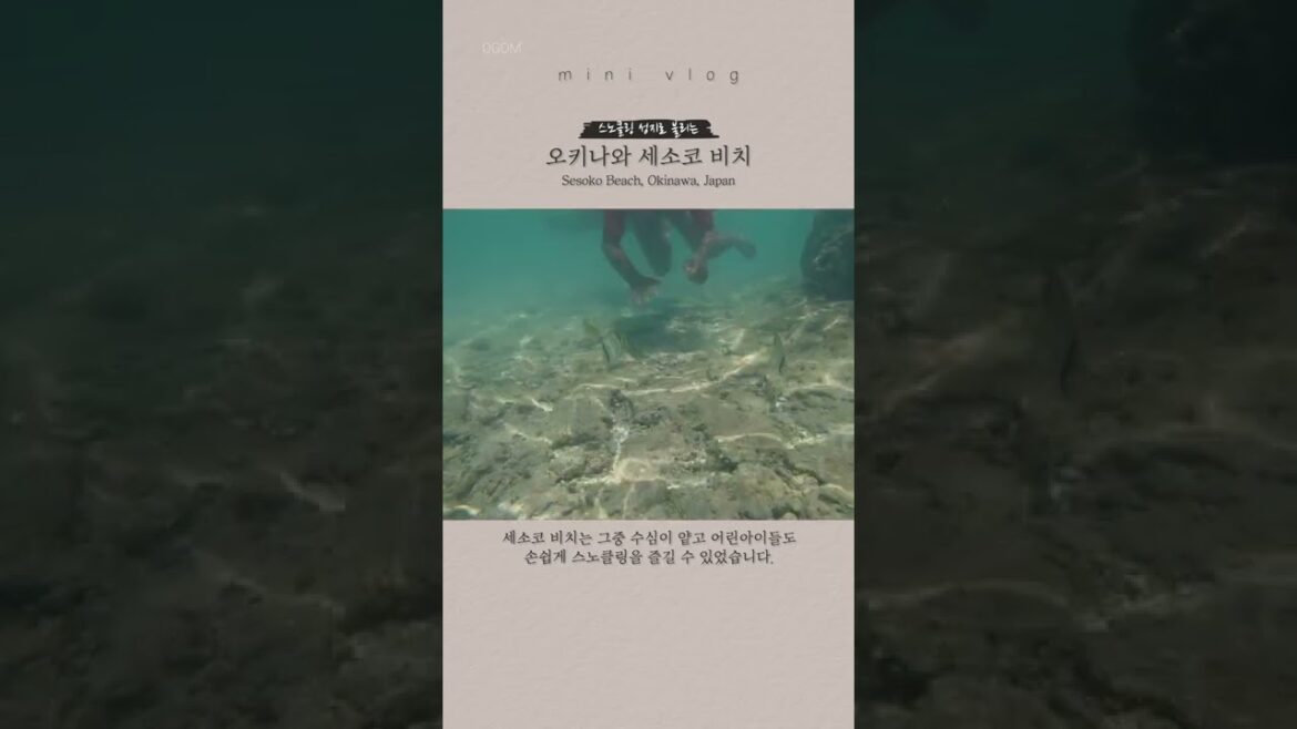 오키나와에서 스노클링 안 해보면 진짜 손해입니다! 오키나와에서 스노클링 안 해보면 진짜 손해입니다!