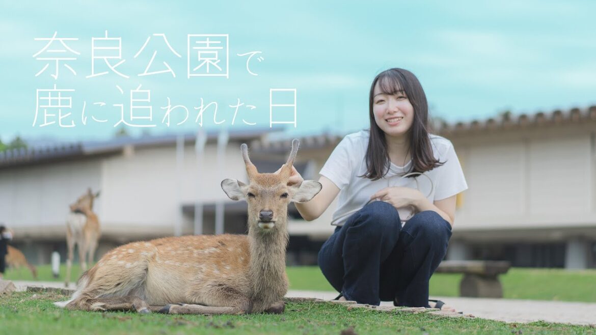 【奈良Vlog】夫婦で奈良公園に行ったら、妻が鹿に追いかけ回されました。【後編】奈良公園 | 鹿 | 東大寺 | 大仏 【奈良Vlog】夫婦で奈良公園に行ったら、妻が鹿に追いかけ回されました。【後編】奈良公園 | 鹿 | 東大寺 | 大仏