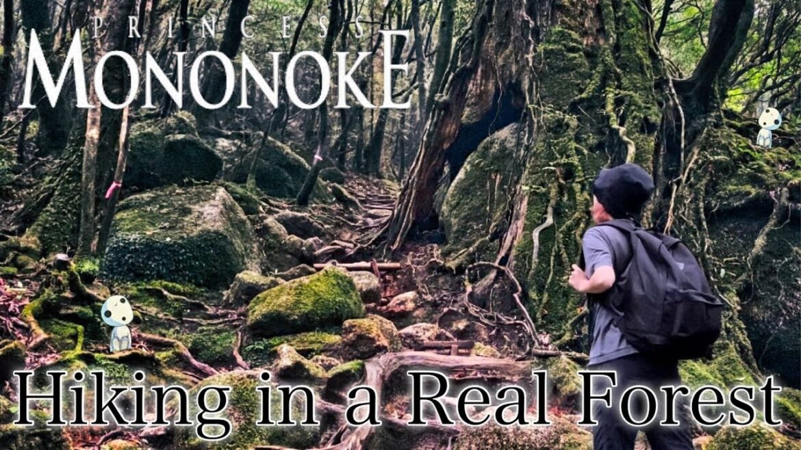 Travel to Yakushima #5☆ Hiking in the REAL Princess Mononoke Forest (Shiratani Unsuikyo)! Japan vlog