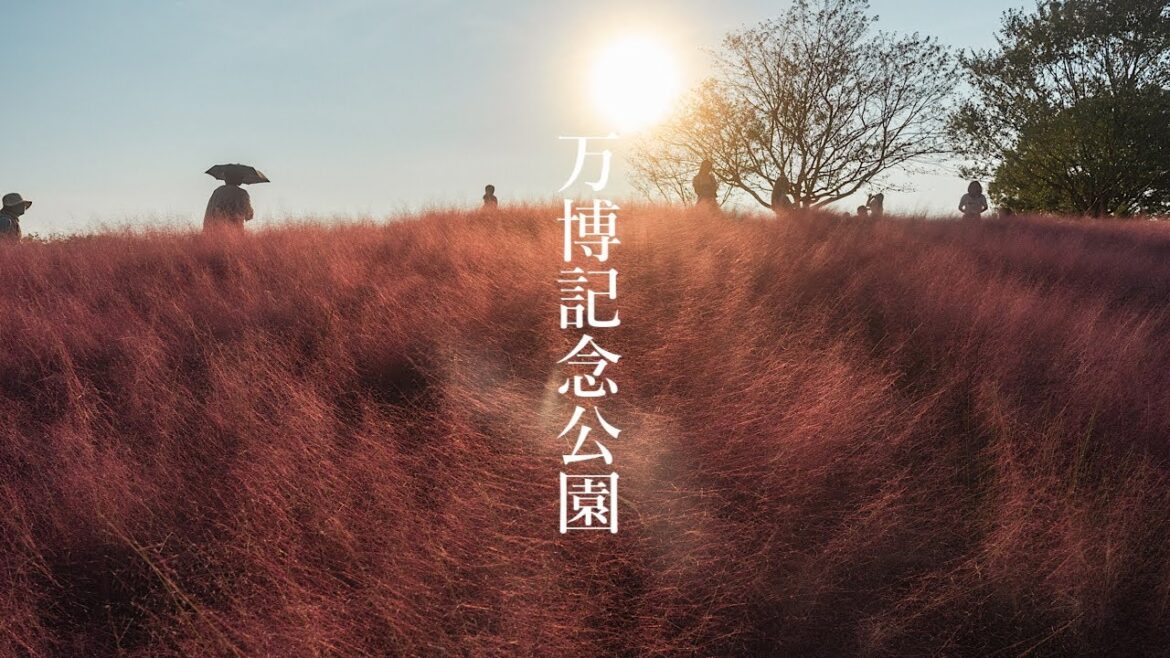 万博記念公園 コスモス・コキアフェスタ Osaka Walk - EXPO'70 Park Cosmos Festa 4K HDR Japan