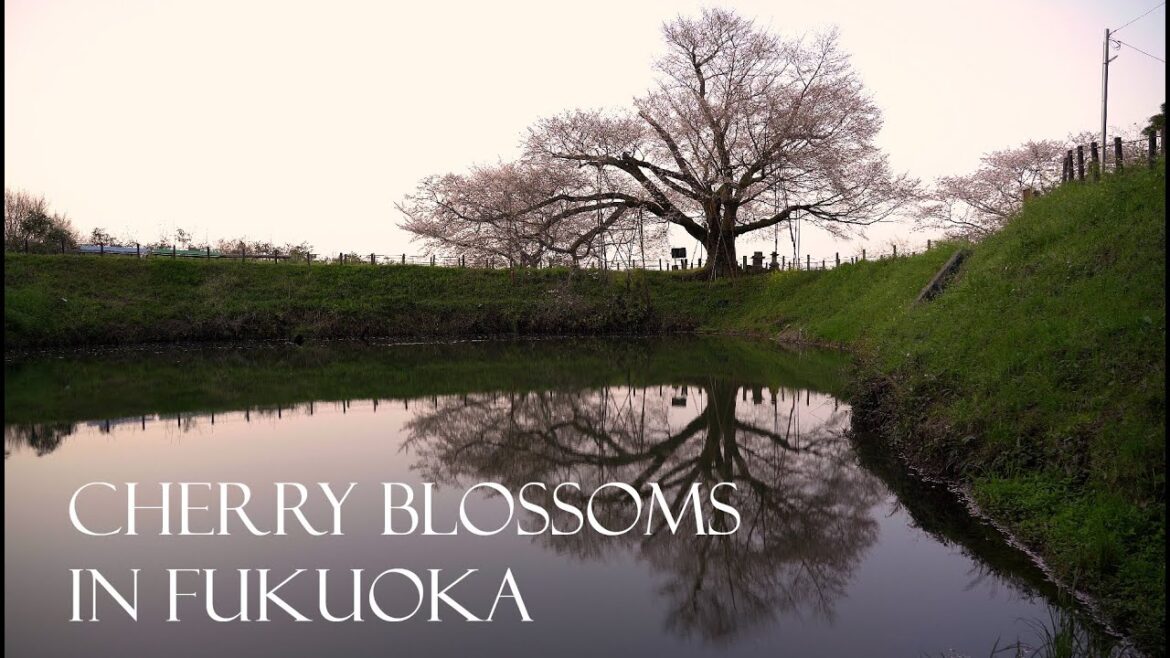 Don’t miss these top 5 cherry blossom viewing spots in Fukuoka this year! (4K, short ver.)