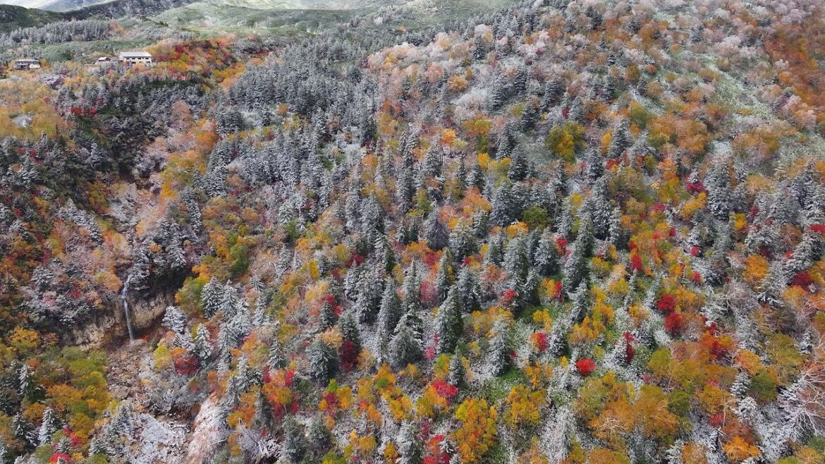 【 Mavic 3 cine 】雪と紅葉のコラボレーション　数年に一度の軌跡　空から望む北海道の紅葉と雪 2022