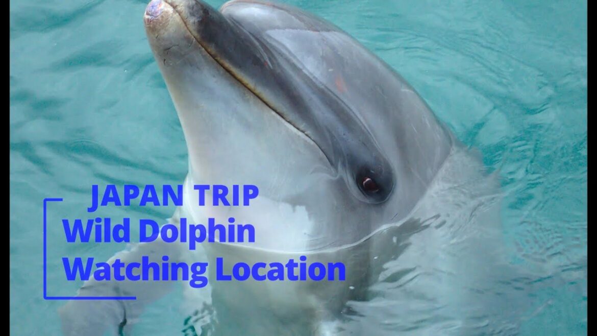 Saw Wild Dolphins In Japan: A Trip That'll Leave You Hooked Saw Wild Dolphins In Japan: A Trip That'll Leave You Hooked
