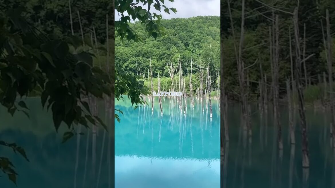 Sapporo 삿포로 여행 기록